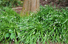 Snowdrops