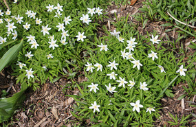 This grows everywhere