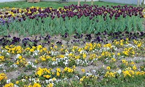 Tulips