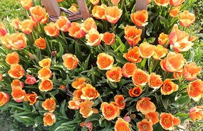 It's Tulip Festival to time in Istanbul