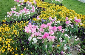 Lale - I mean tulips