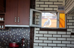 Seagull peering in at breakfast