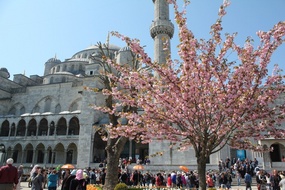 Spring blossom