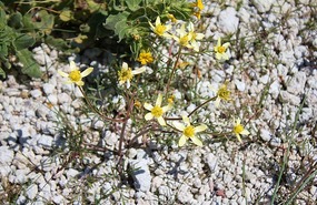 Rocky ground