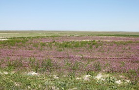 Wildflowers