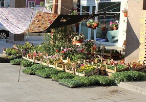 Bean plants for sale everywhere