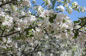 Apple blossom