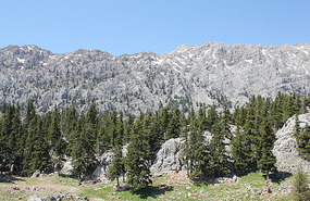 Piine trees now