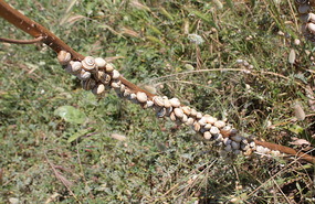 Snails on plant