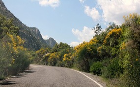Wildflowers along road