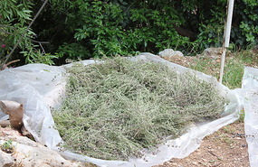 Drying herbs