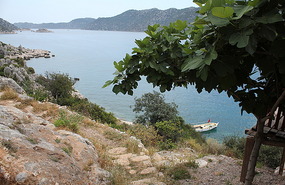 Fig tree as we work our way up