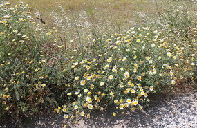 Wildflowers