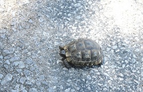 We see these often crossing the road