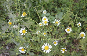 Wildflowers