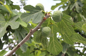 Figs still small