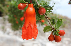 Pomegranate flower