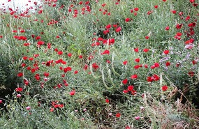 Darker poppies here