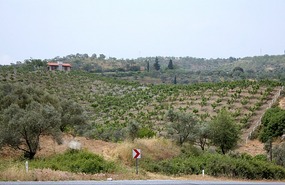 Fruit trees