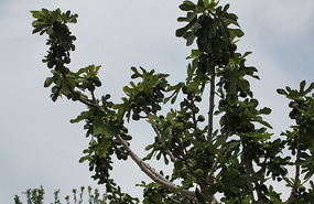 Loaded fig trra