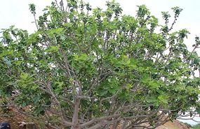 Another fig tree