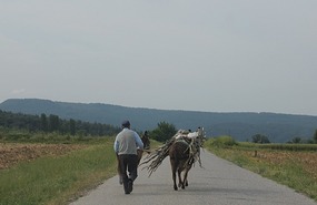 Trying to keep up with his donkey