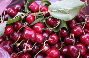 Gorgeous cherries