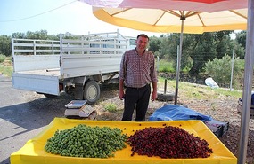 Cherry seller