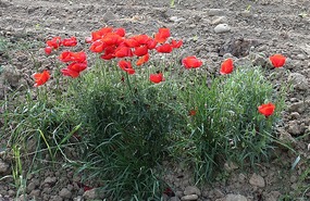 We shall remember them
