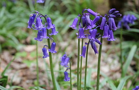 Bluebells up close