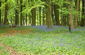 Under new green leaves