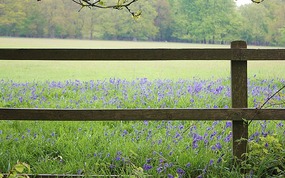 First sighting of bluebells