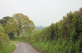 High hedge and in the distance Highclere house tow