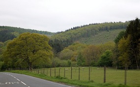 In the forest area