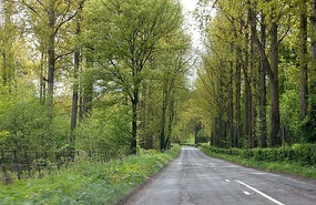 Through the forest