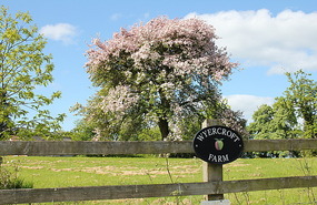 Spring on the farm