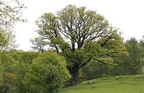 Beautiful tree