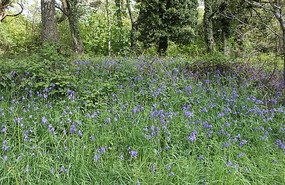 Bluebells by the road