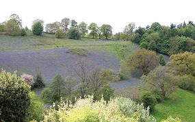 Bluebells on the hillside