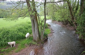 Farm scene