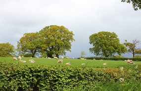 Sheep on the green