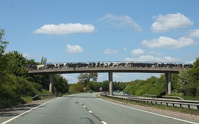 Cattle crossing road