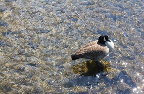 Clear water