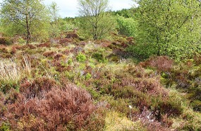 Heather on the hill