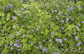 Bluebells at Cramond