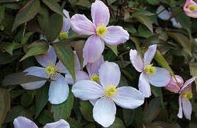 Clematis