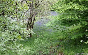 Bluebells under trees