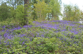 Blue bells again - can't help it