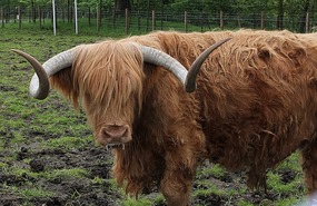 Hamish