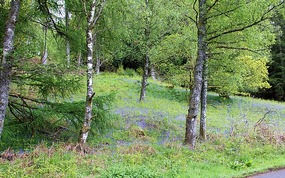 Blue under the trees